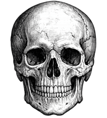 skull